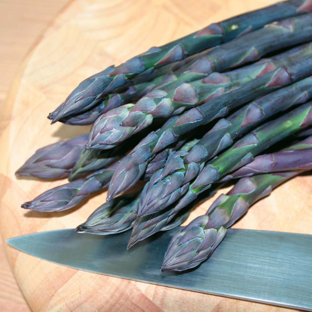 Asparagus : Purple Pacific - Spring Planting 10 crowns