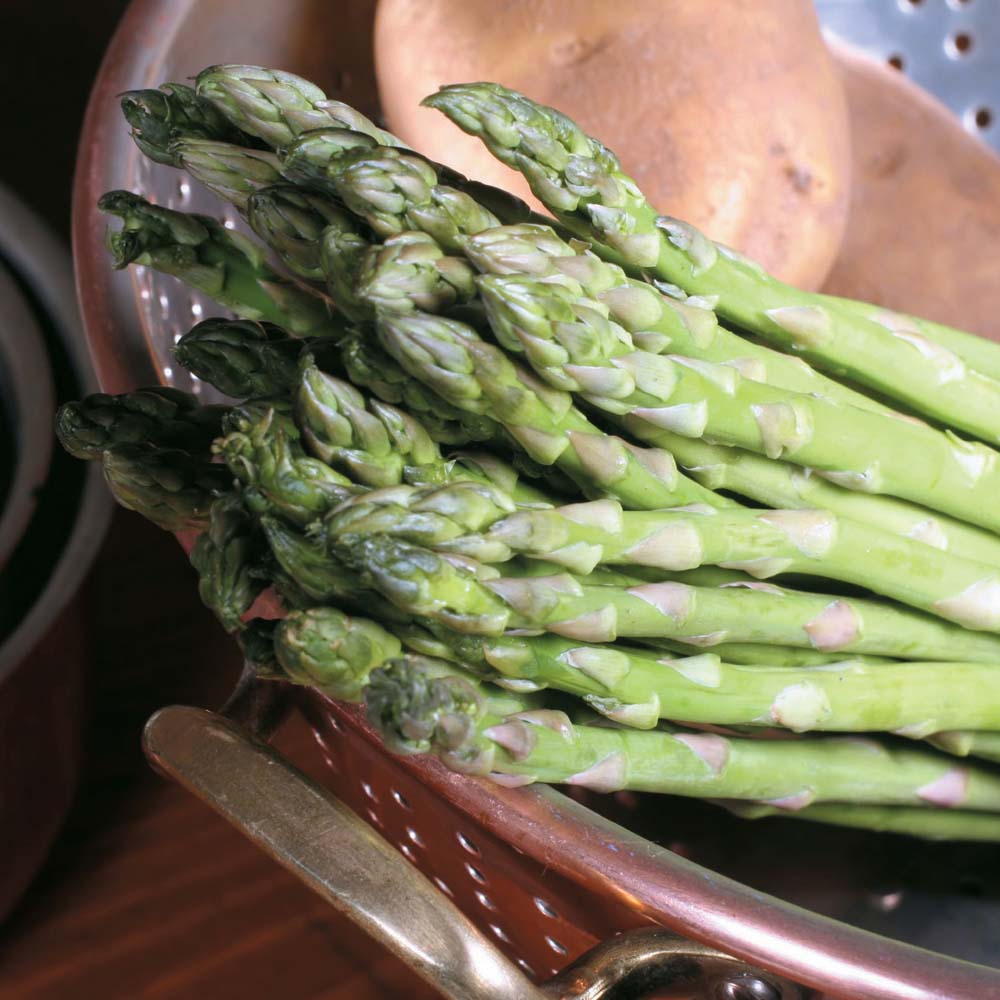 Asparagus : Backlim : Spring Planting 10 crowns