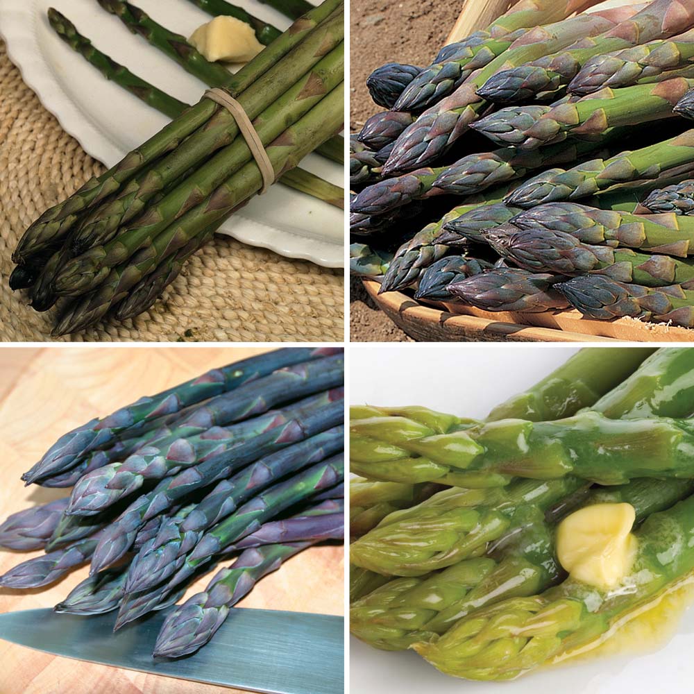 Asparagus : Spring Planting Collection half - 20 crowns - 5 of each