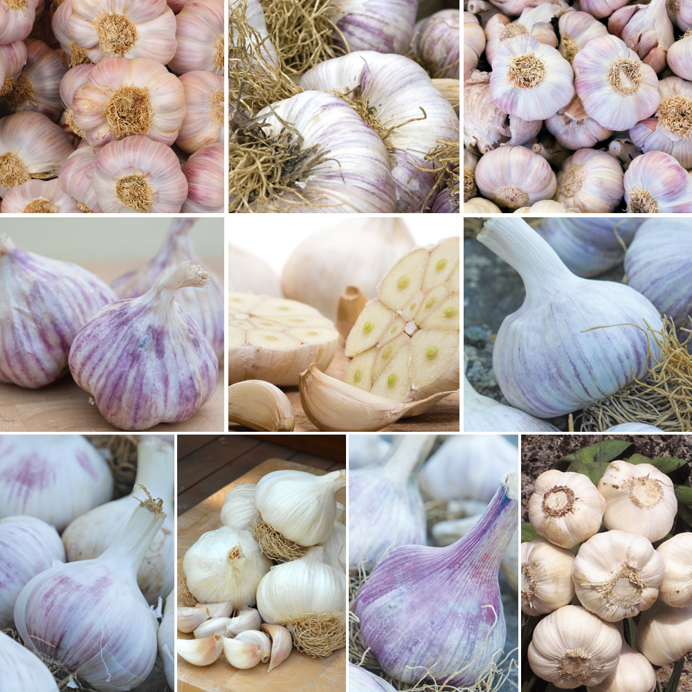 Garlic : Grow All Your Own Collection 10 bulbs + 5 cloves