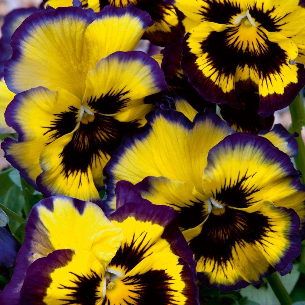 Pansy Fizzy Lemonberry 36 plug plants + 6 free