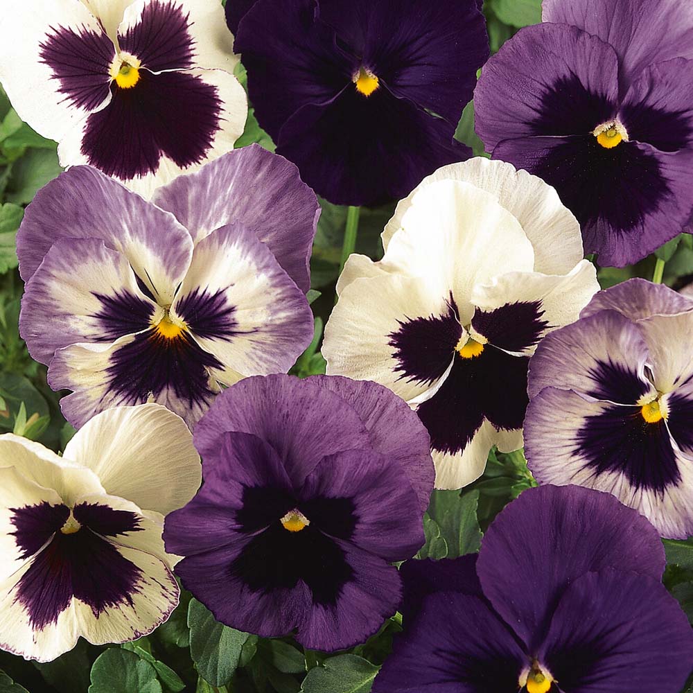 Pansy Blueberries & Cream Mixed 42 jumbo plug plants