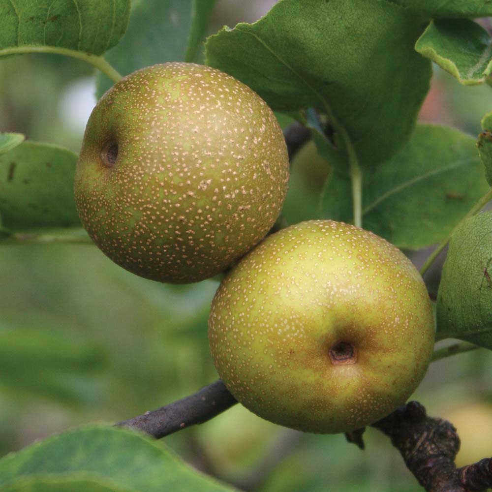 Pear : Nashi Pear (Asian Pear) 1 tree