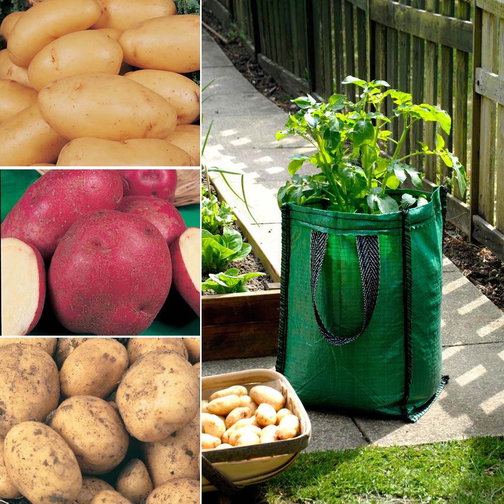 Potato : Patio Kit 3 patio planters + 15 tubers - 5 of each variety