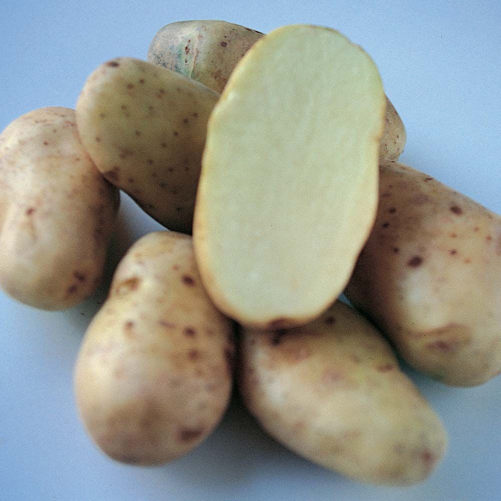 Potato : Sharpes Express 20 tuber pack
