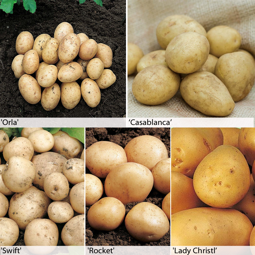 Potato : Baby New Potato Collection 6 x 5 tuber packs