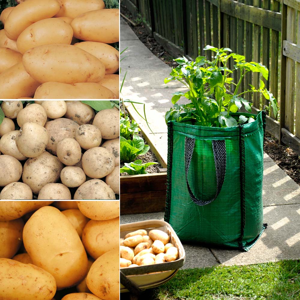 Potato : Patio Planters Collection 3 patio planters + 15 tubers - 5 of each variety