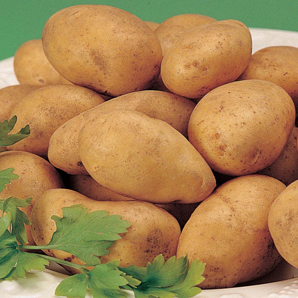 Potato : Accord 20 tuber pack
