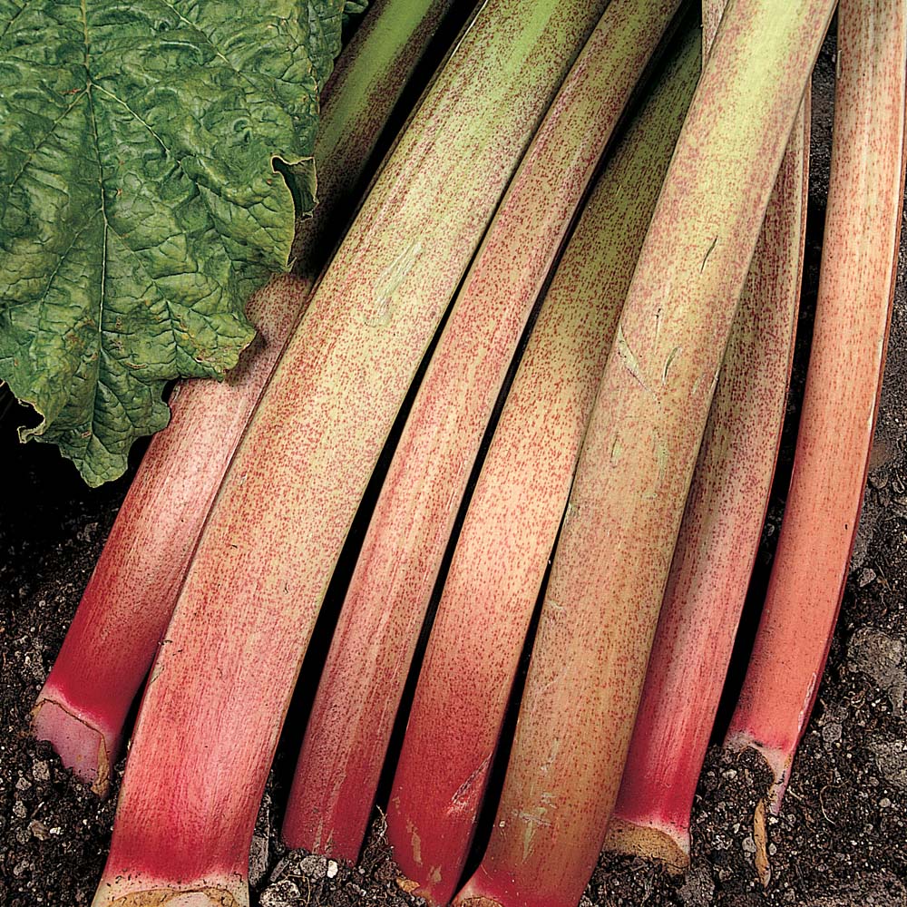 Rhubarb : Victoria - Spring Planting 3 crowns