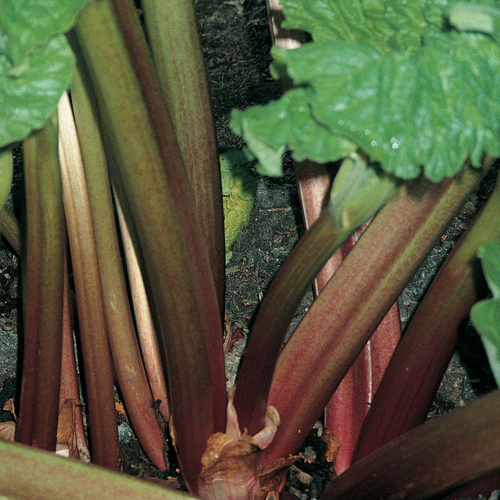Rhubarb : Stockbridge Arrow - Spring Planting 2 budded crowns