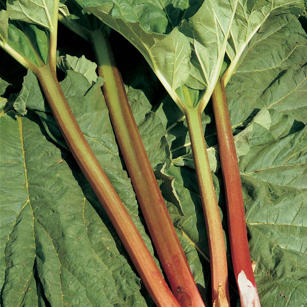 Rhubarb : Timperley Early - Spring Planting 2 budded crowns