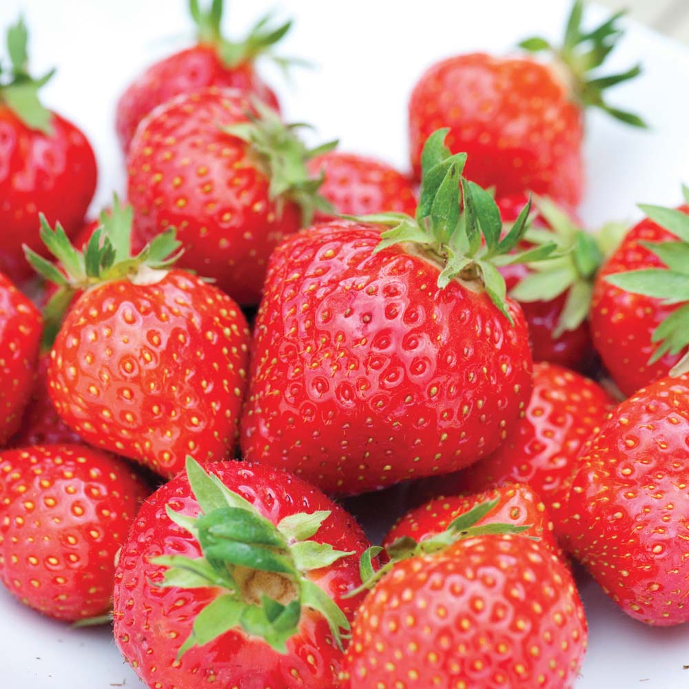 Strawberry : Irresistible (Em1294) 20 bareroot plants + 10 free