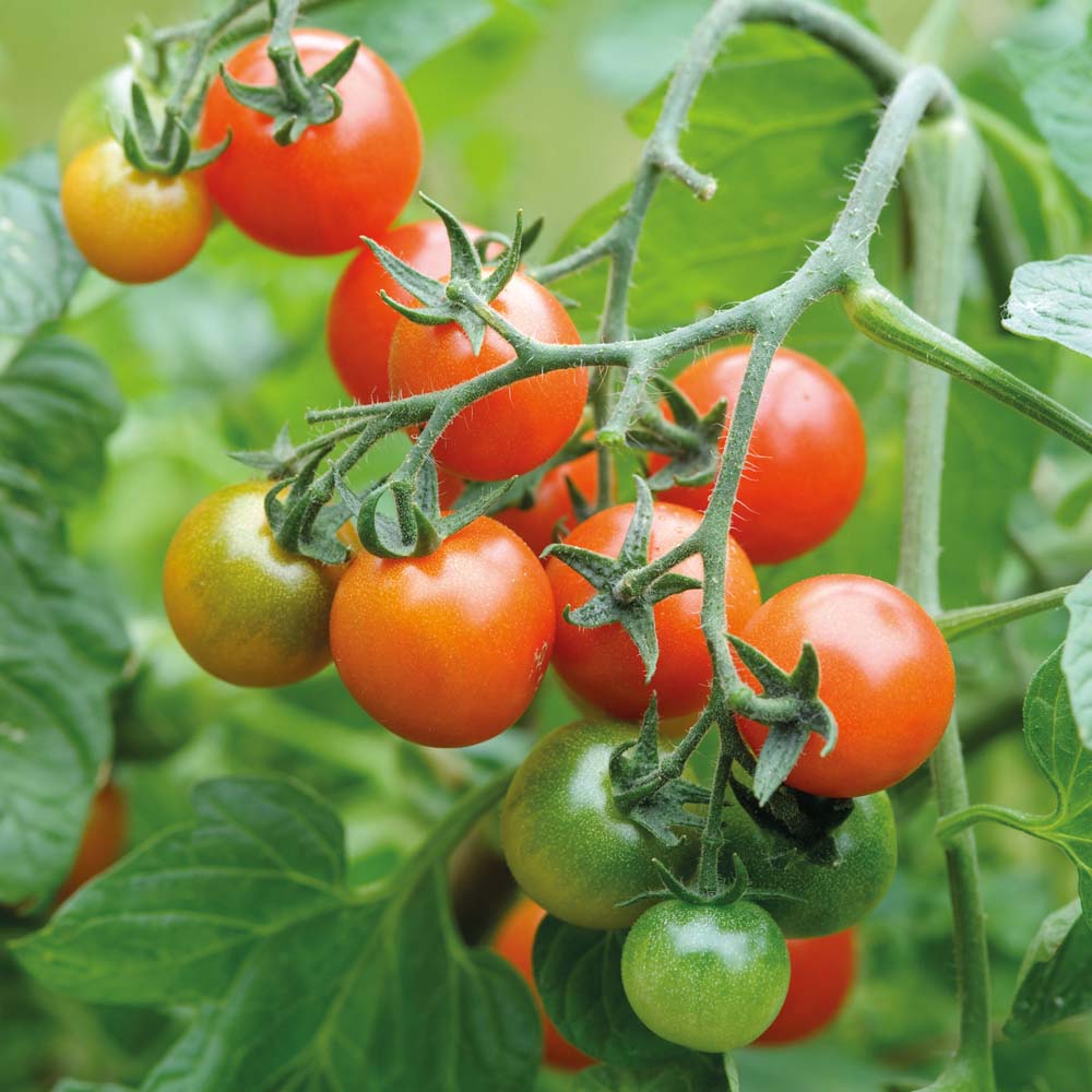 Tomato : Losetto 1 packet (6 seeds)
