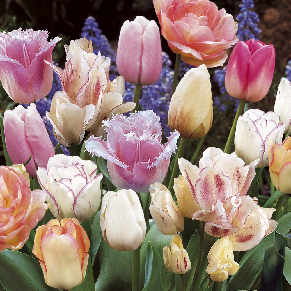 Tulip Pink Passion Blend 72 bulbs