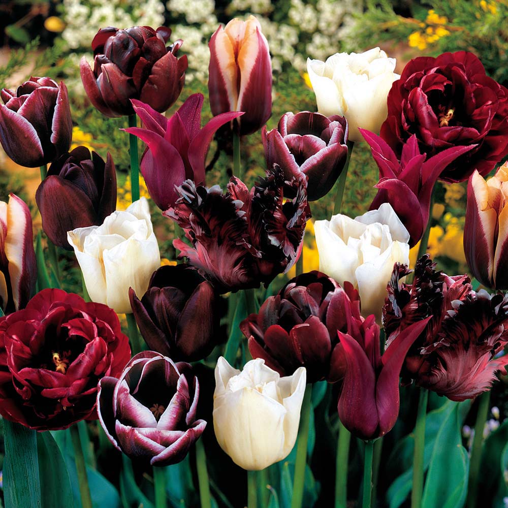 Tulip Mysterious Passion Blend 72 bulbs