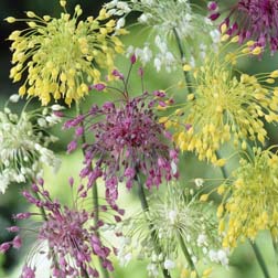 Allium 'Firecracker' Mixed - 20 bulbs