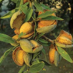 Almond 'Robijn' - 1 tree