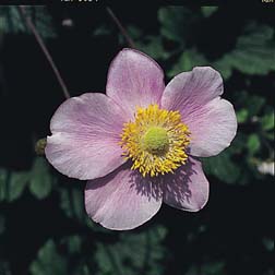 Anemone japonica (Mixed) - 1 packet (30 seeds)