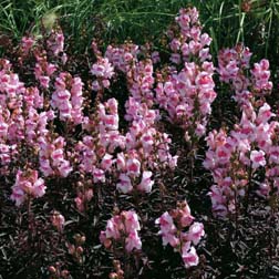 Antirrhinum majus nanum Bronze Dragon - 1 packet (100 seeds)