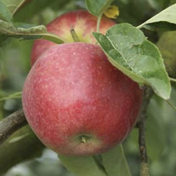 Apple Tydemans Early Worcester - 1 tree