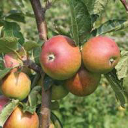 Apple 'Tydemans Late Orange' - 1 tree