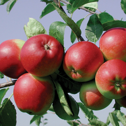 Apple 'Park Farm Pippin' - 1 tree