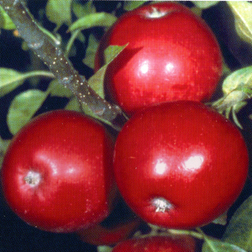 Apple Michaelmans Red - 1 tree