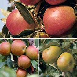 Apple Britain's Favourites Collection - 3 trees - 1 of each variety