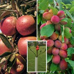 Apple & Plum Tree Collection - 2 trees - 1 of each variety + 2 tree guards