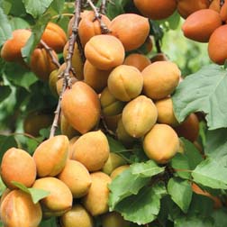 Apricot 'Petit Muscat' - 1 tree