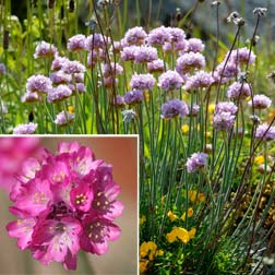 Armeria maritima - 6 jumbo plugs