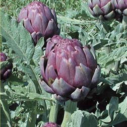 Globe Artichoke 'Concerto' F1 Hybrid - 5 plants