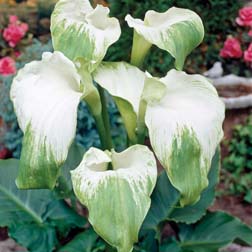 Arum Lily 'Green Goddess' - 1 tuber