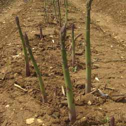 Asparagus officinalis 'Connover's Colossal' (Spring Planting) - 10 crowns