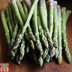 Asparagus officinalis 'Ariane' (Spring Planting) - 10 crowns