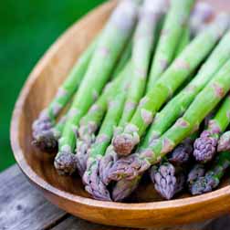 Asparagus officinalis 'Pacific Challenger' (Spring Planting) - 10 crowns