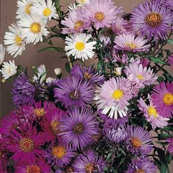 Aster Composition - 1 packet (60 seeds)
