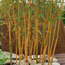 Golden Bamboo - 1 plant in 30cm pot