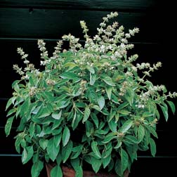 Basil 'Lime' - 1 packet (400 seeds)