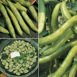 Broad Bean Collection - 3 packets - 1 of each variety (150 seeds in total)
