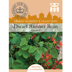 Dwarf Runner Bean 'Pickwick' - 1 packet (12 seeds)