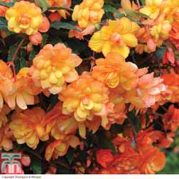 Begonia x tuberhybrida 'Apricot Shades Improved' F1 Hybrid - 5 jumbo plugs