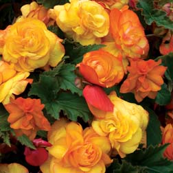 Begonia ‘Apricot Fragrant Falls’ - Part of the Alan Titchmarsh Collection - 3 jumbo plugs