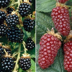 Berry Collection - 2 plants in 9cm pots - 1 of each variety