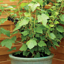Blackcurrant 'Ebony' - 1 cordon plant