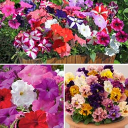 Bedding and Borders Mix - 36 plug plants - 12 of each variety