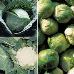 Brassica 'Clubroot Resistant Collection' - 15 plants