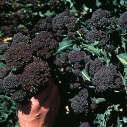 Broccoli 'Rudolph' (Purple Sprouting) - 1 packet (100 seeds)