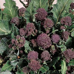 Broccoli 'Redhead' (Purple Sprouting) - 1 packet (150 seeds)