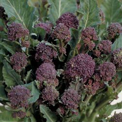 Broccoli 'Red Arrow' (Early Purple Sprouting) - 1 packet (100 seeds)